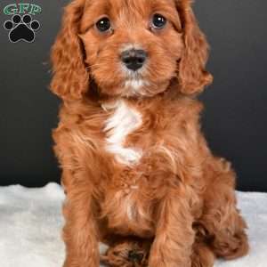 Penny, Cavapoo Puppy